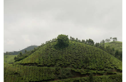 Landescape