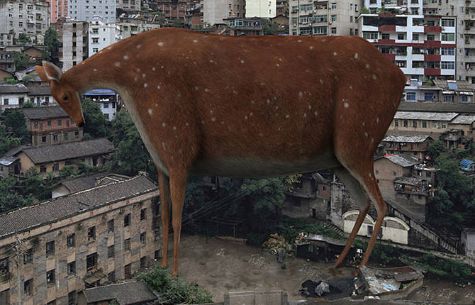Animal Regulation Series