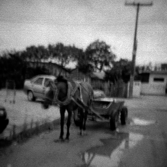 cavalo cavalo