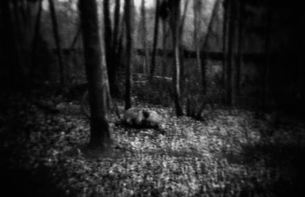 Visions des Songes