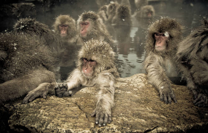 Snow Monkeys