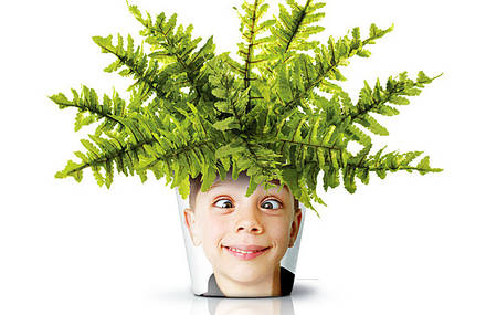 Maceteros para un cabello vegetal