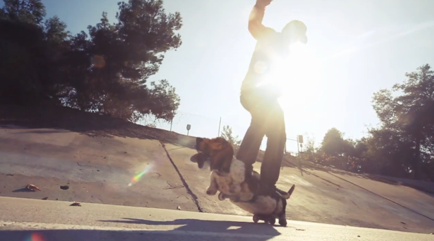 dogboarding4