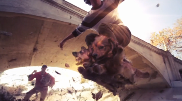 dogboarding5