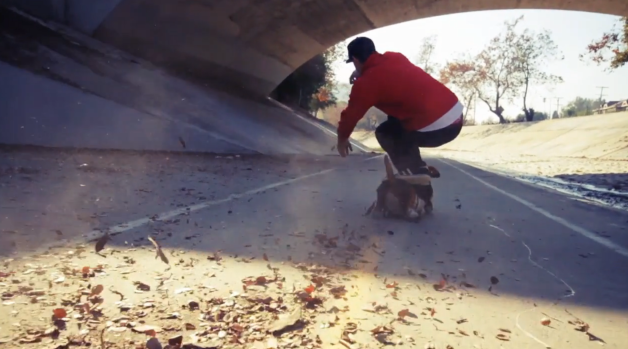 dogboarding6