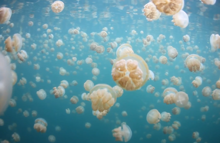 Jellyfish Lake