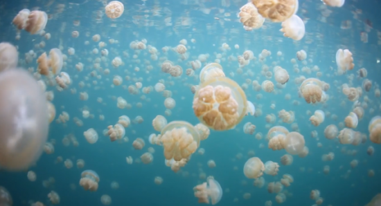 jellyfish-lake2