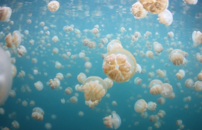 Jellyfish Lake