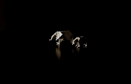 Nature and Wildlife Stop Motion