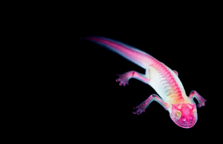 Transparent Animals