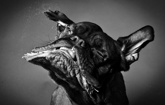 Dogs in Motion