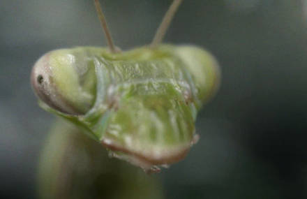 Praying Mantis – use condoms