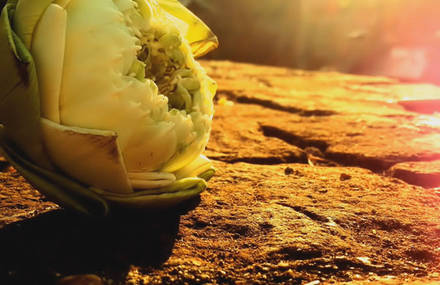 YEEPENG FESTIVAL IN CHIANGMAI