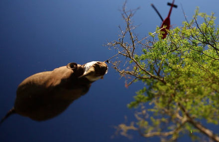 Flying Rhinos