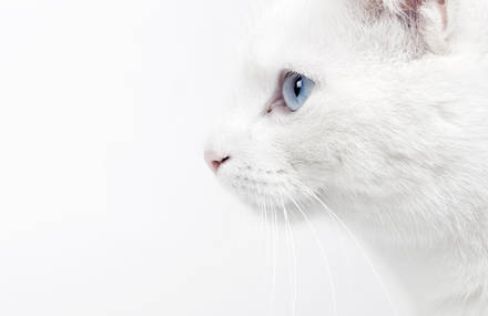 TAO the deaf cat