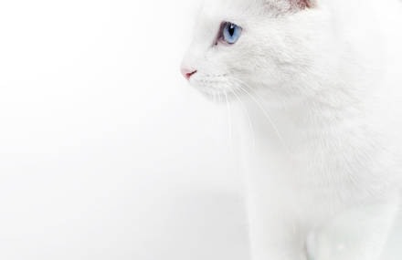 TAO the deaf cat