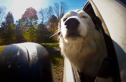 Dogs in Car