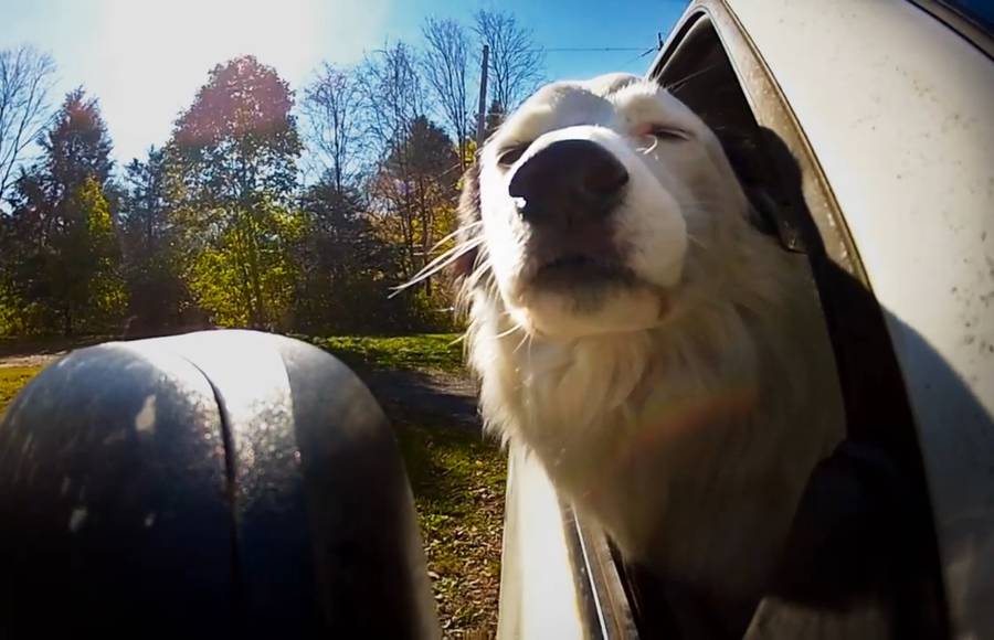 Dogs in Car