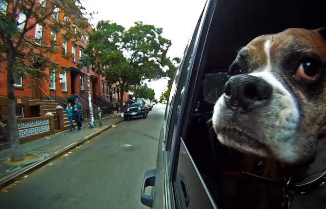 Dogs in Car
