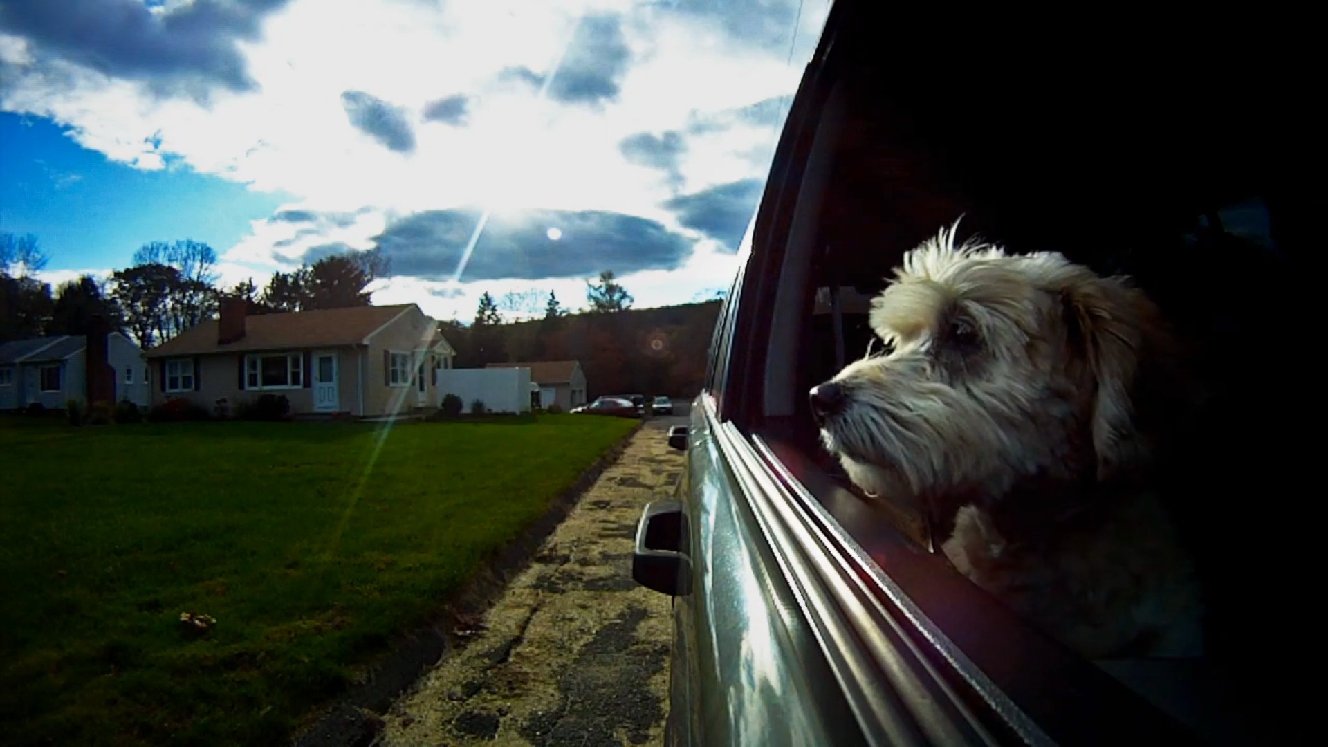 dogs-in-car4