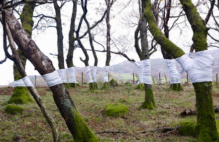 The Tree Line