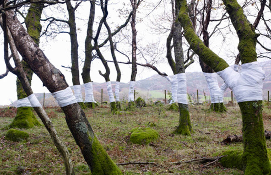 The Tree Line