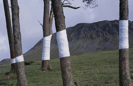 The Tree Line