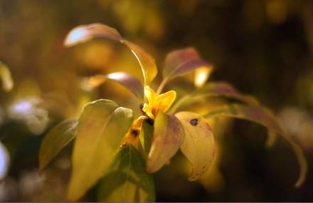 Autumn Leaves
