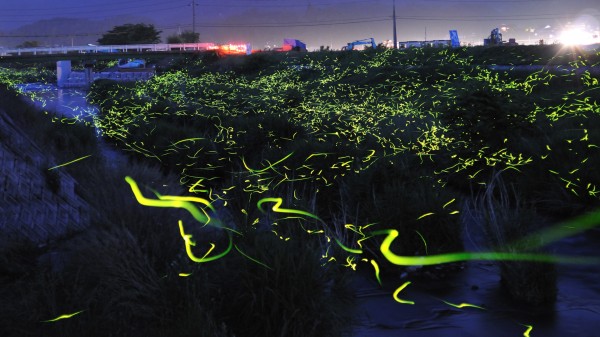 gold-fireflies