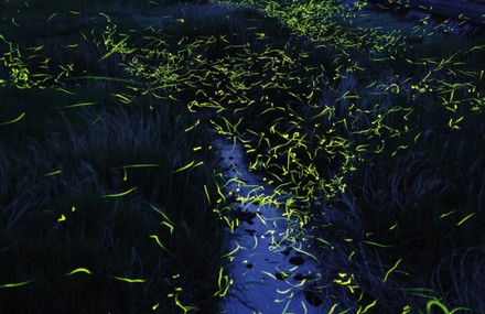 Gold Fireflies
