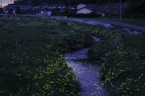 gold-fireflies5
