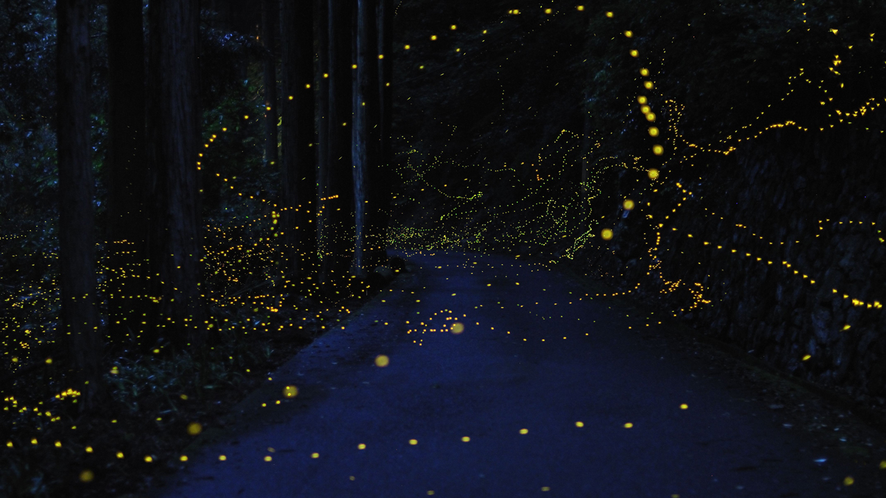 gold-fireflies7