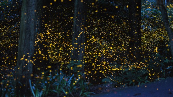 gold-fireflies8