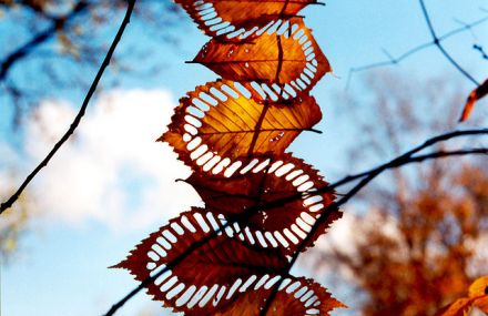 Beautiful Land Art