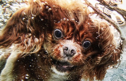 Diving Dogs Photography