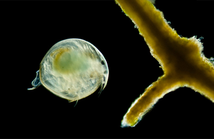 Microvida