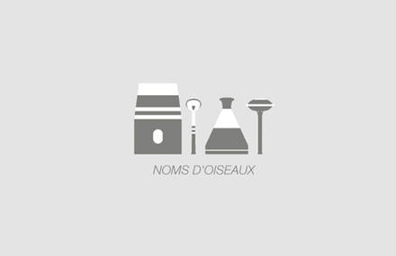 Noms d’oiseaux