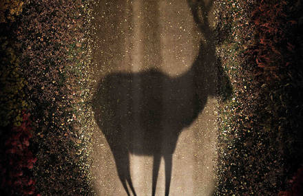 Les Ombres
