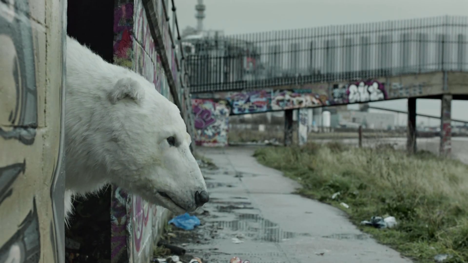 Greenpeace - Homeless Polar Bear1