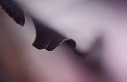 birds. macro.