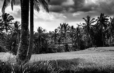 Bali, Black & White Action