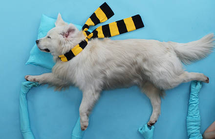 The world&rsquo;s first stop motion commercial with real dogs