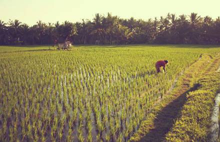INDONESIAN LIGHT