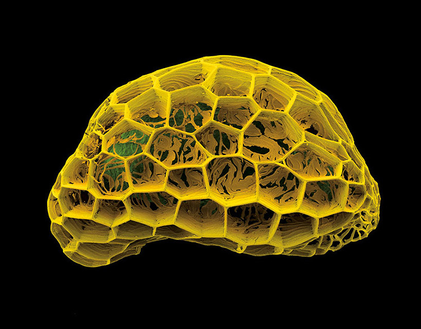 Microscopic Nature6