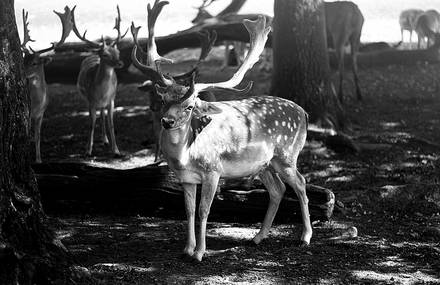 Oh my deer