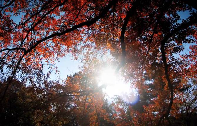 Fall in Central Park