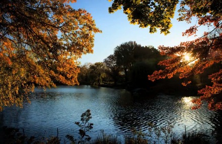 Fall in Central Park