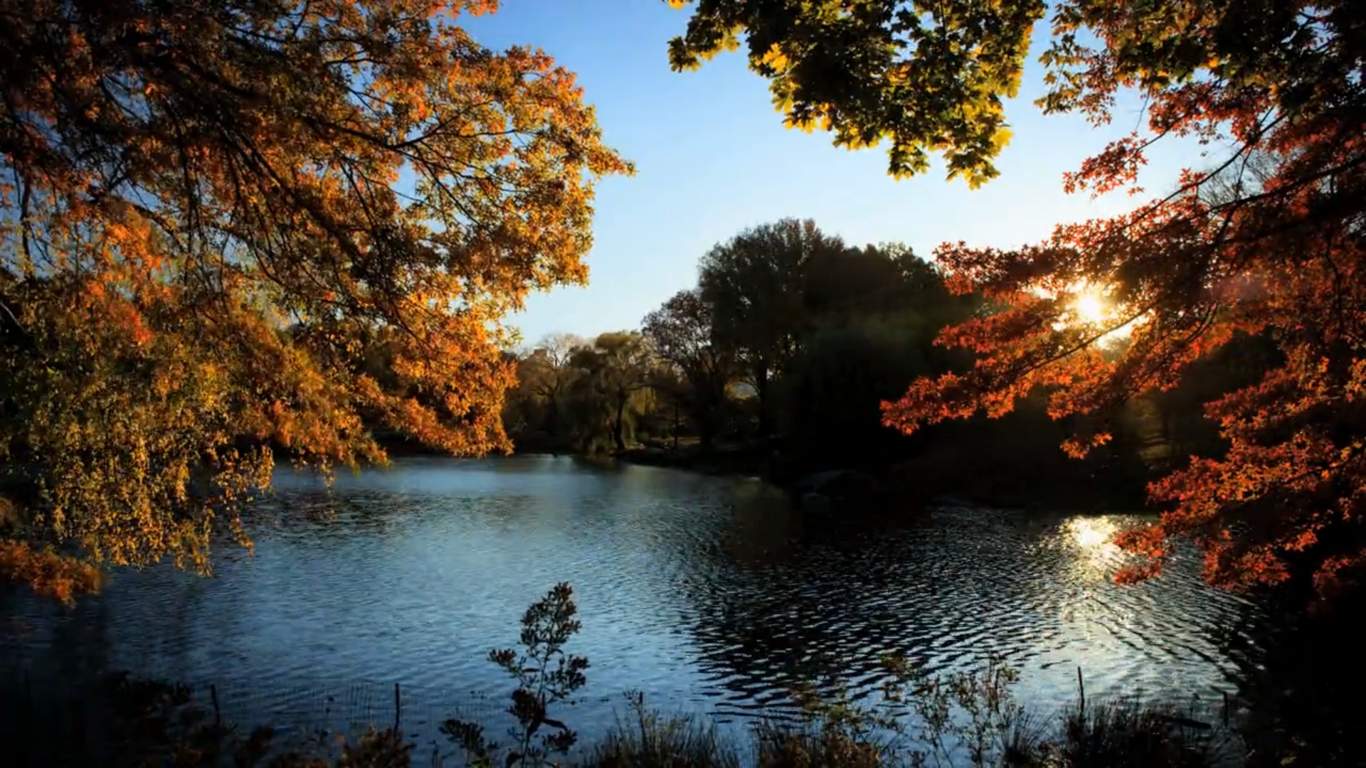 Fall in Central Park6