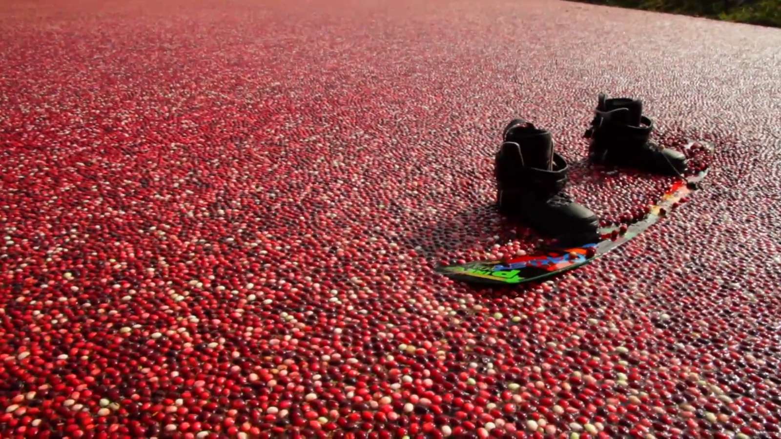 Cranberry