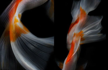 Life Fish Photography